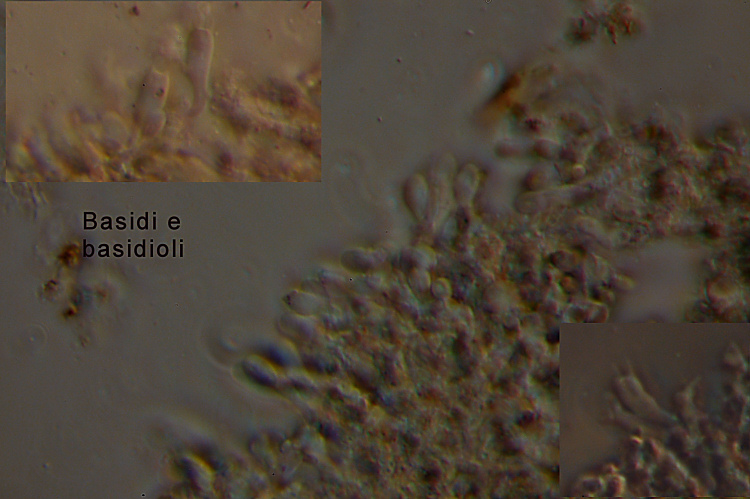 Altra crosta bianca - foto 1312 (Crustomyces subabruptus)